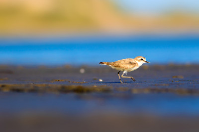 可爱的小水鸟。自然背景。常见的水鸟:肯特鸻。Charadrius alexandrinus。