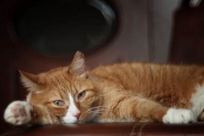 小姜猫躺在沙发上