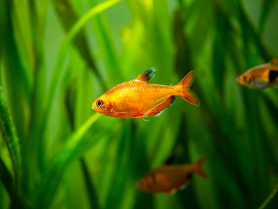 tetra serpae (Hyphessobrycon eques)在一个背景模糊的鱼缸