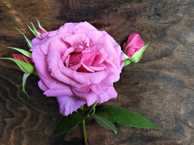 rose3