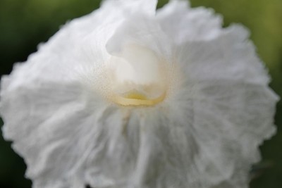 白花唇木香(绉布姜，藤芦苇，马来姜，螺旋旗，螺旋姜，野姜)。花有圆锥状苞片，看起来像绉纸，花纯白色起