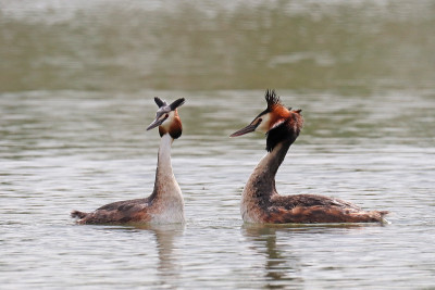 Grebe huppe - Grebe (Podiceps crista)。