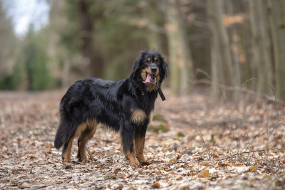 来自德国的hovawart护卫犬