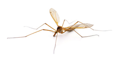 昆虫蚊子孤立。