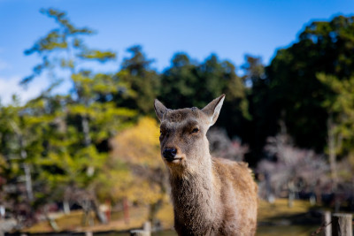摄于日本奈良