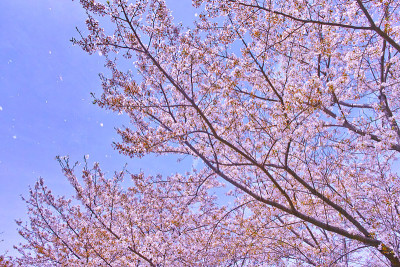 淋浴的花