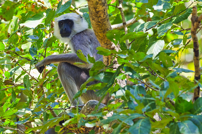 Tarai Gray Langur，皇家Bardia国家公园，尼泊尔