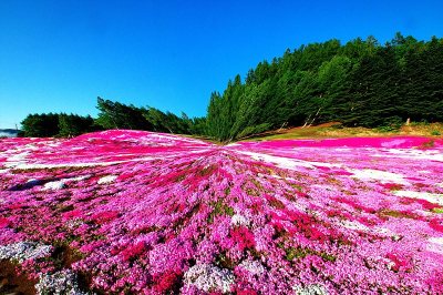 芝樱被染成粉红色