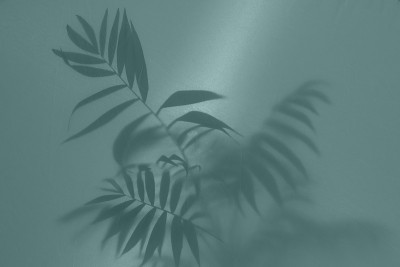 模糊的图片与雾效果的棕榈叶剪影背后的磨砂玻璃背光