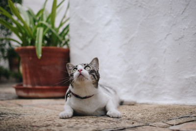 猫躺在户外