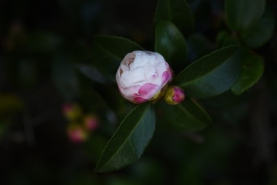 Sasanqua(茶花)花