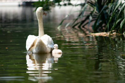 Swan