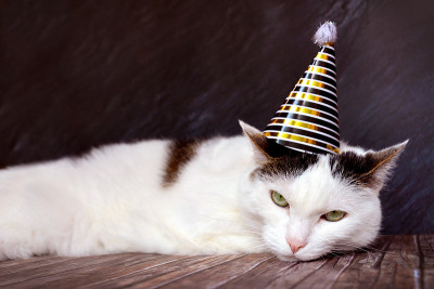 非常生气的白色虎斑猫戴着一个金色的生日或银色派对帽子在头上