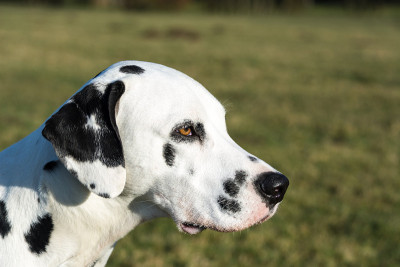 达尔马提亚犬