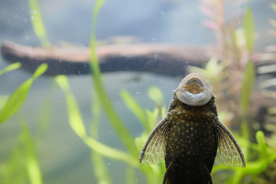 Pleco的嘴粘在玻璃上