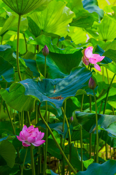 莲花