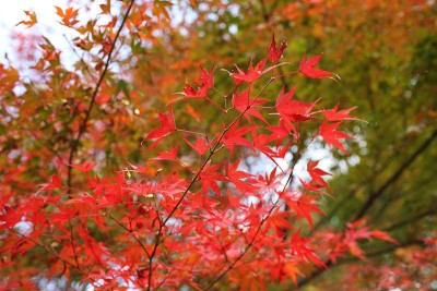 秋天的红叶在日本京都