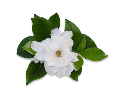 白色栀子花或栀子花孤立在白色背景上