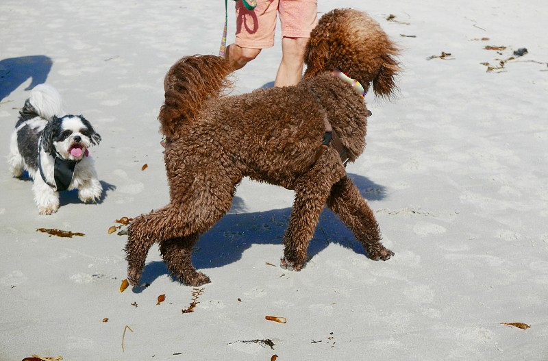 贵宾犬海滩的一天