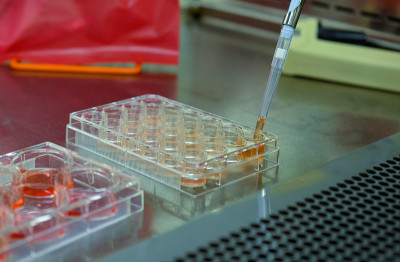 生物安全柜细胞培养