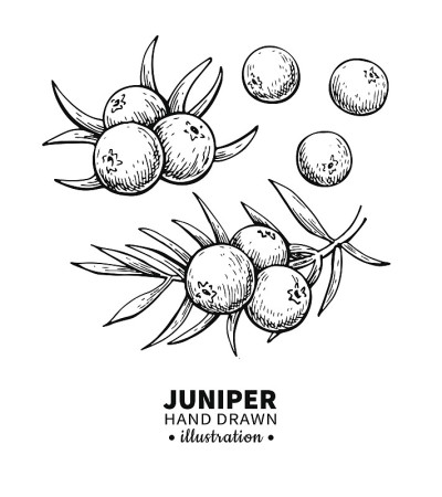 Juniper矢量图。枝条上浆果的孤立vintage插图。有机精油雕刻风格素描。