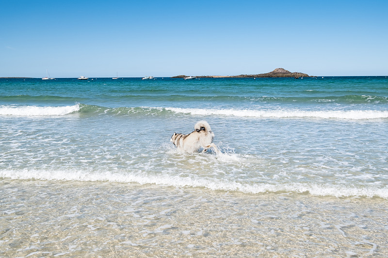 阿拉斯加或哈士奇狗在布列塔尼一个大海滩的海浪在夏天