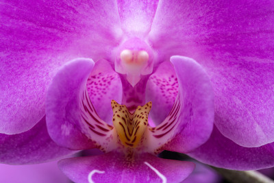 粉红色条纹兰花花