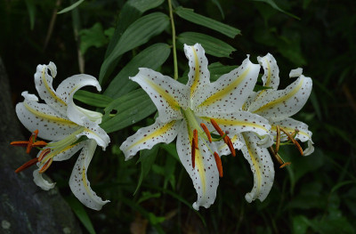 日本东京高雄山的野花和植物(2020年)
