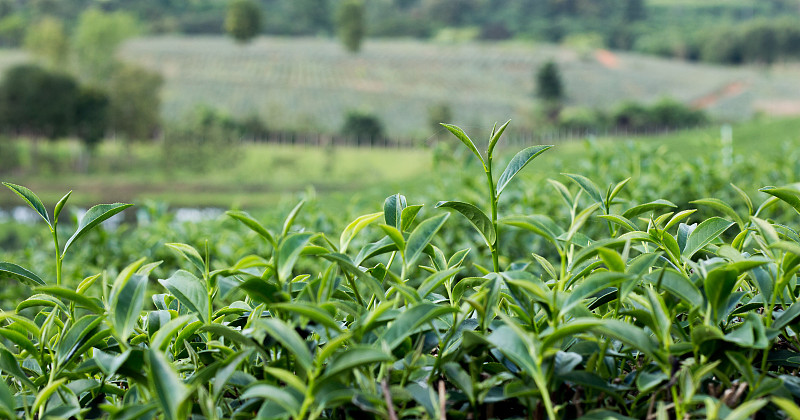 茶芽和茶叶。茶园,泰国。