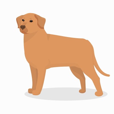 dog breed Labrador on a white background