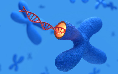 X染色体与DNA