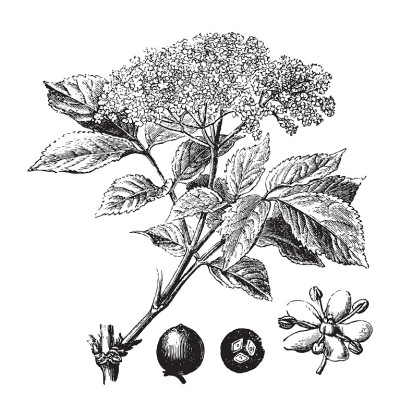 接骨木(黑Sambucus nigra) -复古插画