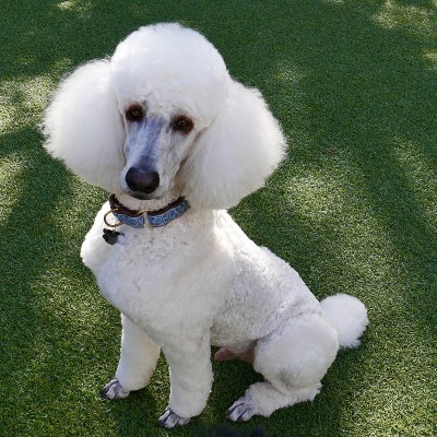 后院的标准贵宾犬