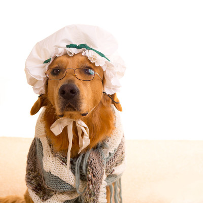 狼狗装扮成奶奶金毛猎犬