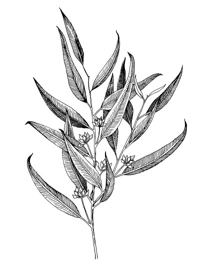 手绘桉树枝