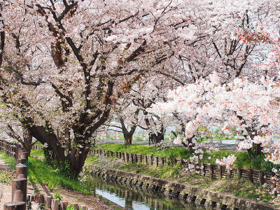 日本樱花或樱花树沿运河。