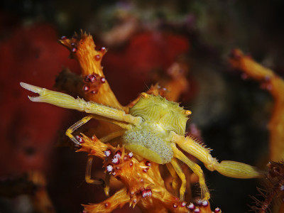 带卵冠蟹(Quadrella coronata)