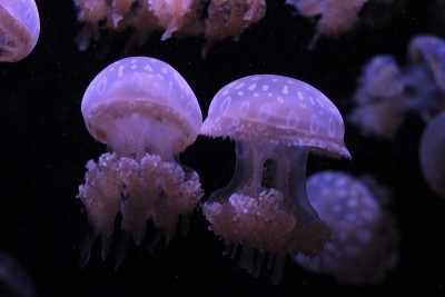 水母