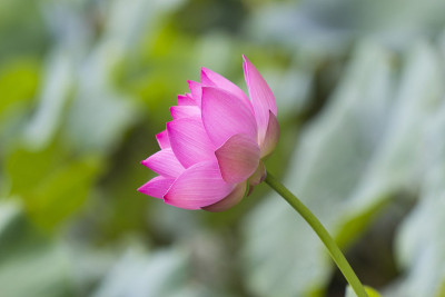 莲花