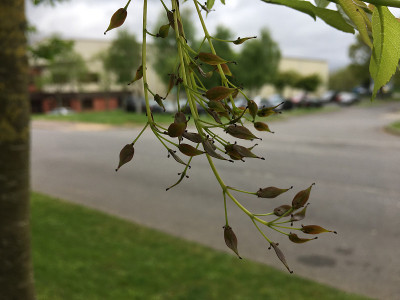 白蜡(Fraxinus excelsior)树- 2018年5月
