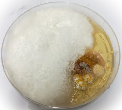 在Sabouraud葡萄糖琼脂(SDA)上培养毛菌