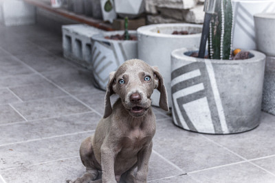 魏玛猎犬小狗狗照片
