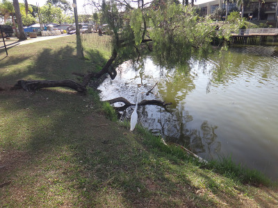 白鹤在湖岸