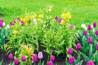 市政公园里的丁香花