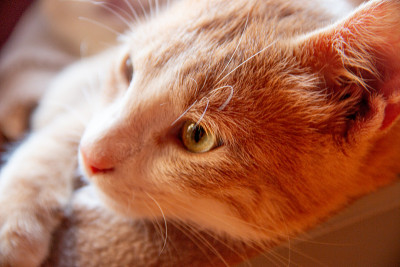 猫的生活