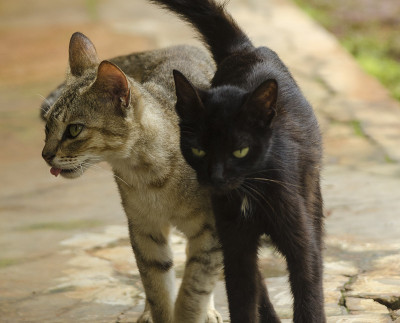 猫