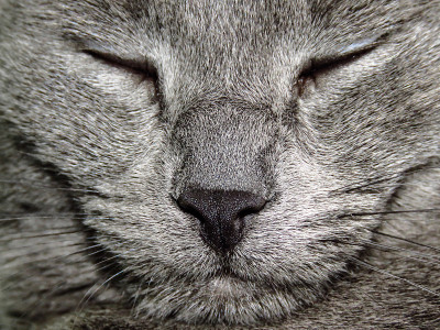 俄罗斯蓝猫困倦的脸