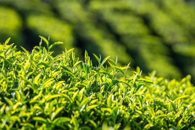 越南大叻茶园的新鲜茶叶