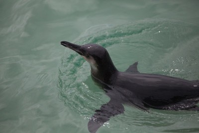 Galápagos企鹅(Spheniscus mendiculus)在加拉帕戈斯群岛水域游泳的肖像，