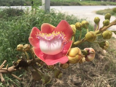 萨尔花在自然花园